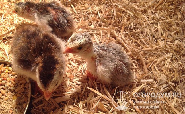 Учитывая пугливость и слабую стрессоустойчивость птенцов, при кормлении нужно проявлять осторожность