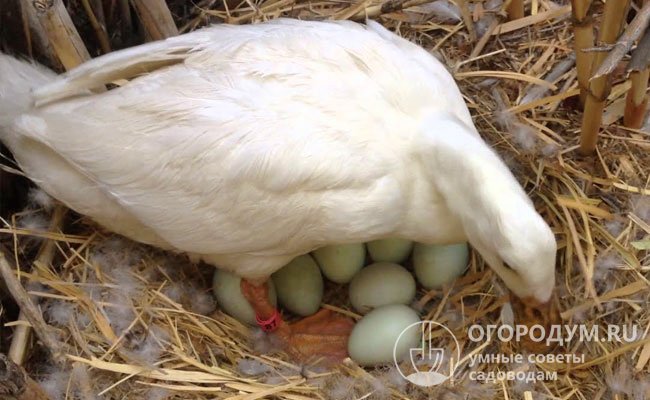 Далеко не все гусыни – хорошие мамаши, поэтому владельцы вынуждены подкладывать яйца под других наседок или учиться выращивать молодняк самостоятельно