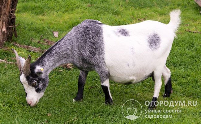 За 1,5-2 месяца до предполагаемой даты родов следует «запустить» козу, постепенно сокращая дойку и переводя в режим «сухостоя»