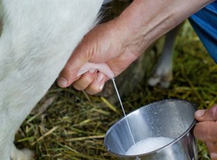 Чем кормить козу, чтобы было больше молока