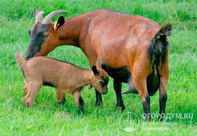 Чешская бурая – относительно «молодая» порода, выведенная в середине XX века путем скрещивания альпийских и германских коричневых коз