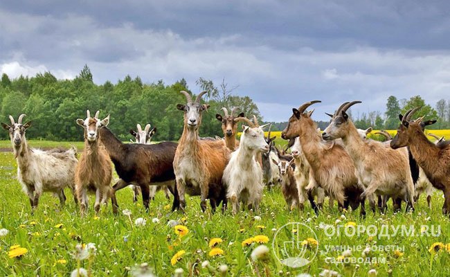 Сегодня мировое поголовье коз насчитывает 400 тысяч чешских