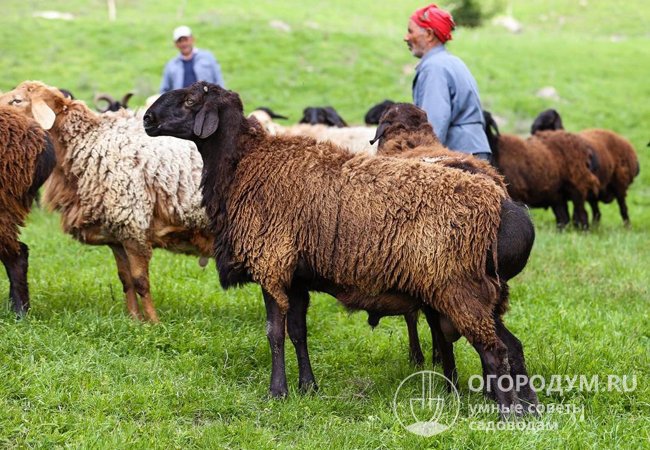 Гиссарские овцы: характеристика, описание, фото, отзывы, недостатки