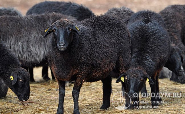 Каракульские овцы (на фото) считаются ближайшими родственниками гиссаров