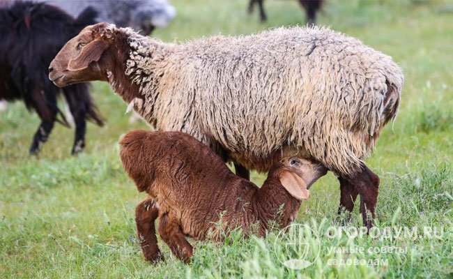 Гиссарские овцы: полная информация