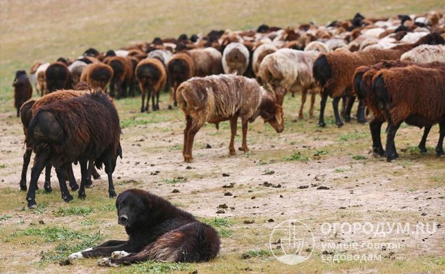 Овцы послушно следуют за вожаком, но иногда пастухи прибегают к помощи специально обученных собак, которые собирают разбредающихся особей в стадо