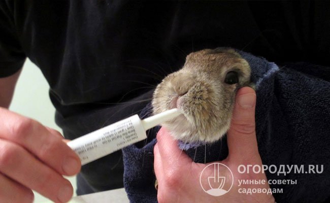 Чтобы вынудить кроля принять лекарство, нужно ввести его в щель между зубами, сжав морду, и массировать шею до тех пор, пока не сработает рефлекс глотания