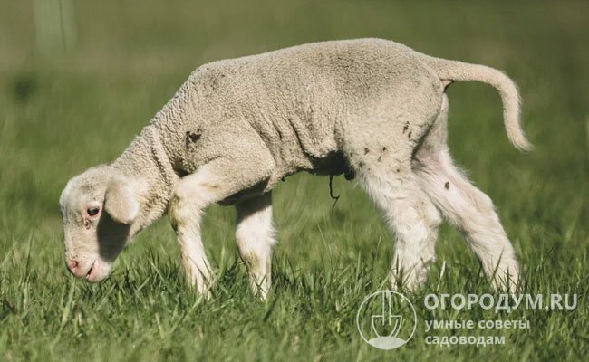 Гельминтозы у овец часто протекают бессимптомно, переходя в хроническую фазу, что напрямую сказывается на репродуктивных функциях и здоровье потомства