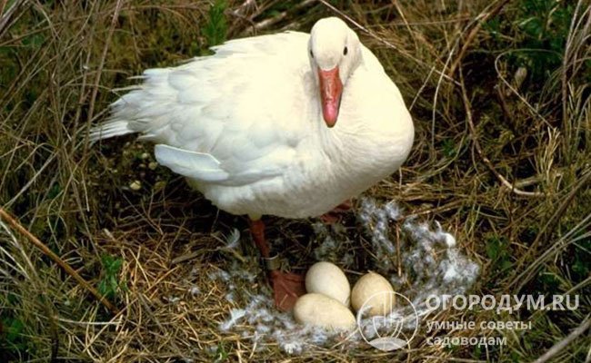 Яичная продуктивность гусачек – высокая, яйца средних размеров, массой около 160 г