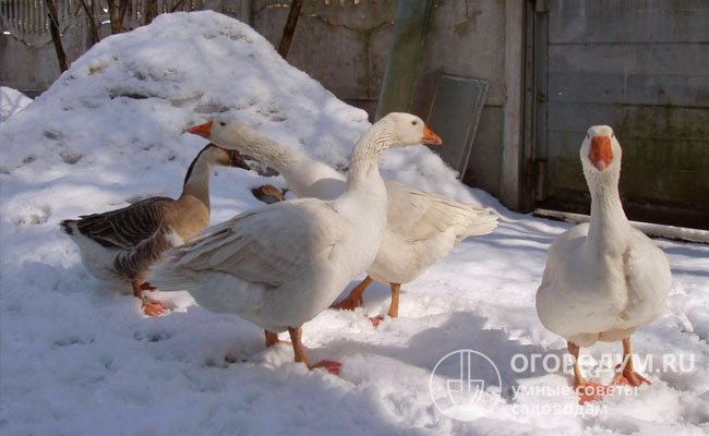 Птица приспособлена к различным погодно-климатическим условиям, пользуется популярностью у владельцев фермерских и подсобных хозяйств в России, Беларуси, Украине