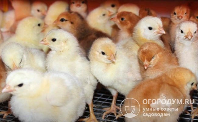 Суточных цыплят (на фото) легко различить по цвету пуха: петушки светло-желтые, курочки коричневые