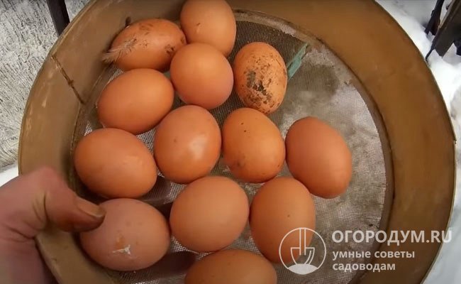Несушки «браун» дают крупные яйца (в среднем по 62,7 г) в прочной скорлупе темно-бежевого цвета