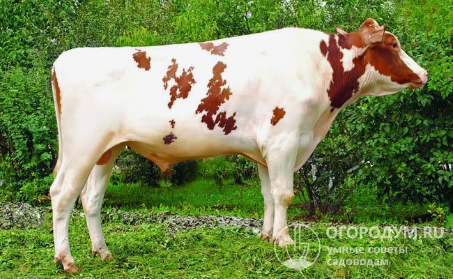 На фото – холмогорский бык редкой красно-пестрой масти