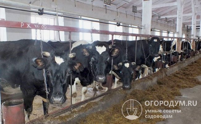 Племзавод «Холмогорский» обеспечивает валовое производство молока в объеме 4300 т/год, переработкой продукции занимается Северодвинский МЗ
