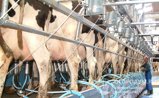 На крупных фермах применяют синхронную двухконтактную систему доения, которая позволяет получать максимальные удои и оптимизировать процесс сбора молока