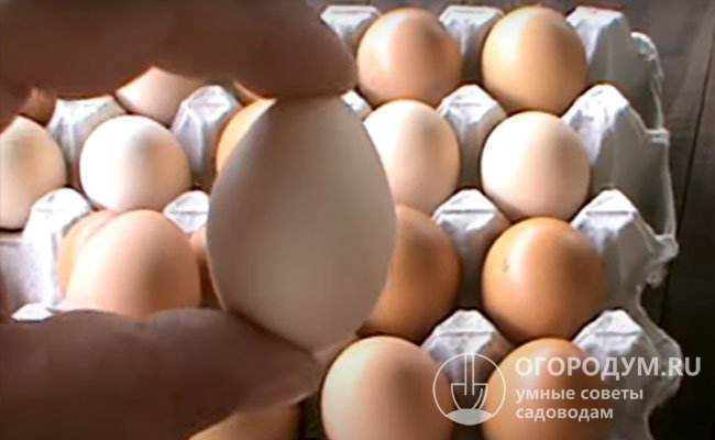 В среднем яйцо цесарки больше перепелиного и чуть меньше куриного