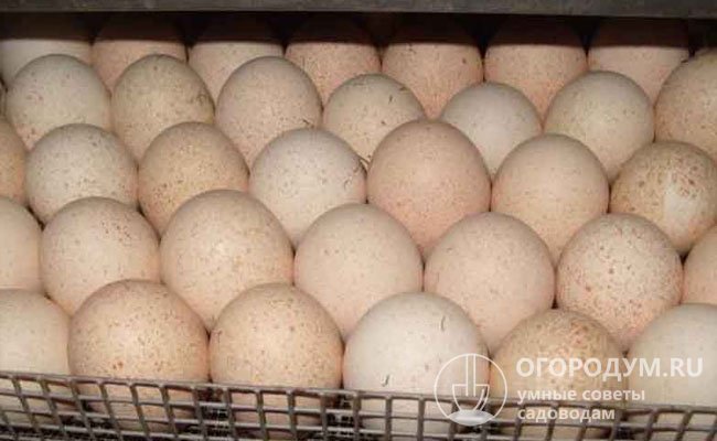 За период инкубации материал несколько (4-6) раз проверяют овоскопом, вовремя убирая яйца с замершим зародышем