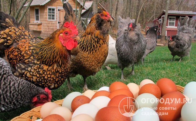 Лучшие яичные породы кур: рейтинг с описанием и фото