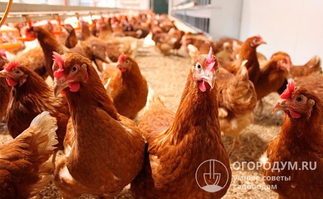 Родониты составляют основу поголовья российских птицефабрик, ориентированных на яичное производство