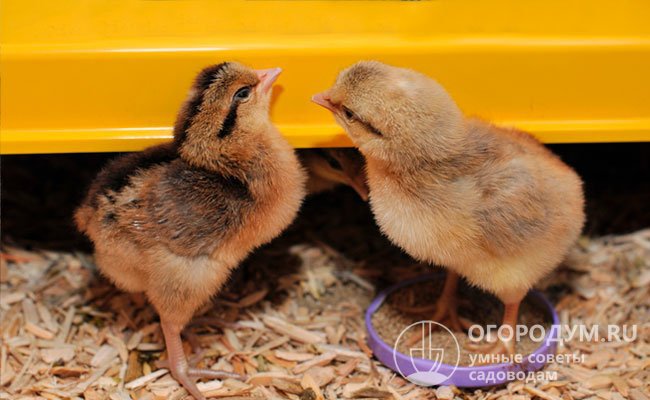 Аутосексность (разная окраска пуха, наличие пятен и полос) помогает определить пол цыпленка уже в первые сутки