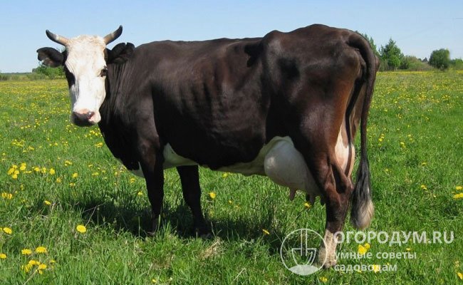 Коровы Ярославской породы отличаются ярко выраженными молочными формами