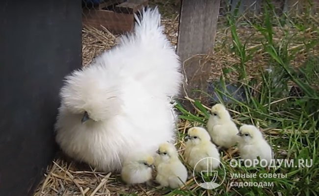 «Силки» – отличные наседки. Под самкой оставляют 12-14 яиц для насиживания и выведения цыплят