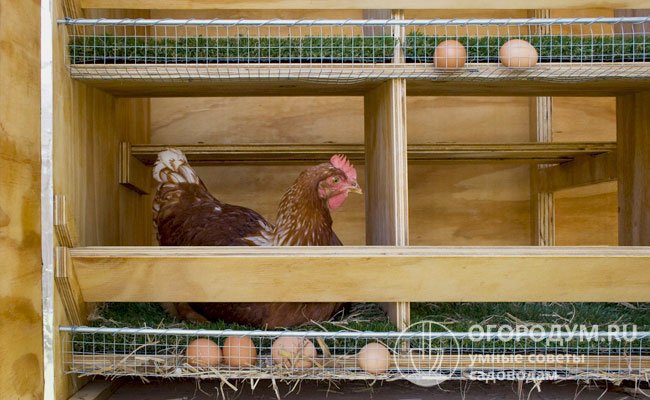 Брудер для цыплят своими руками – чертежи, фото и видео