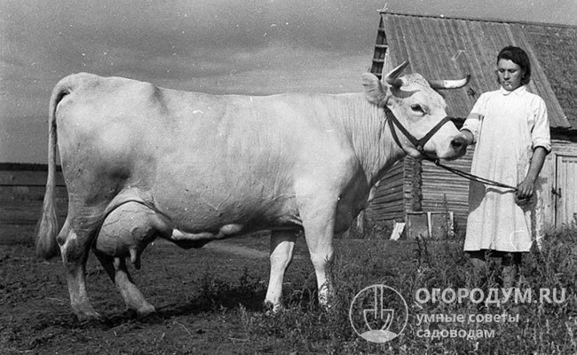 Архивное фото коровы Костромской породы