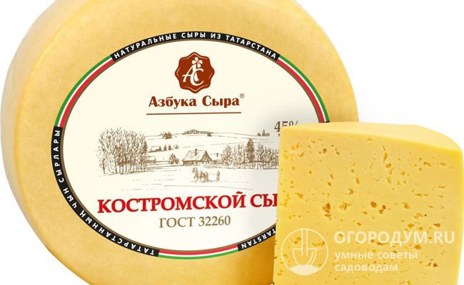 Из молока буренок Костромской породы производят одноименный сорт сыра, входящий в число самых популярных отечественных брендов