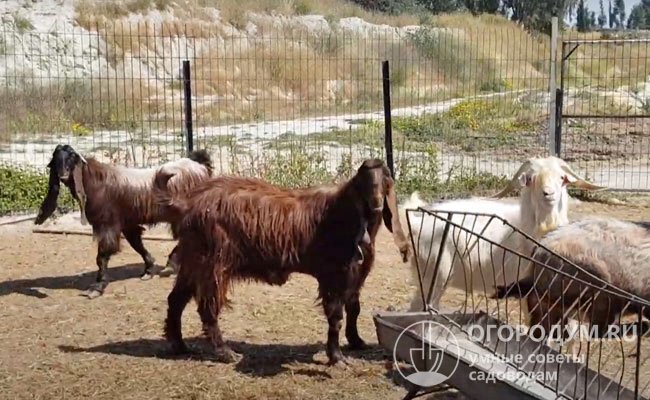 Крупнейшими центрами по выращиванию дамасских коз по сей день остаются Кипр, Палестина, Израиль и Сирия