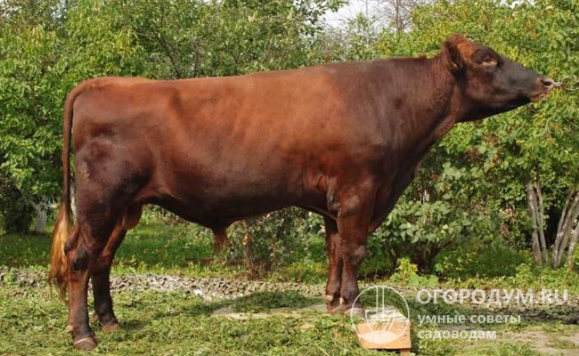 Красногорбатовские быки (на фото) обладают внушительным весом и развитой мускулатурой