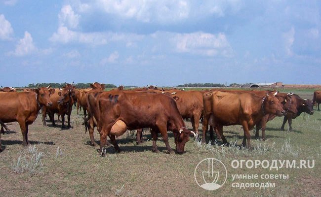В СХА племзавода «Шумановский» (Алтайский край) от коров кулундинского типа (на фото) получают надои свыше 5000 кг/год