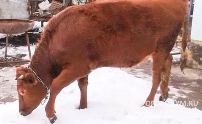 Даже в холодное время года желательно обеспечить скоту непродолжительный выгул