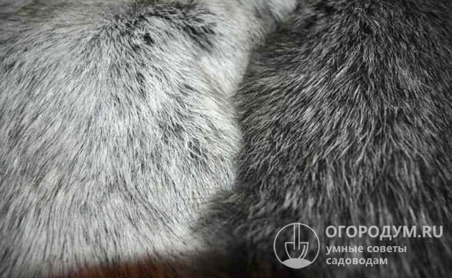 Шкурки кроликов породы полтавское серебро пользуются высоким спросом у производителей меховых изделий