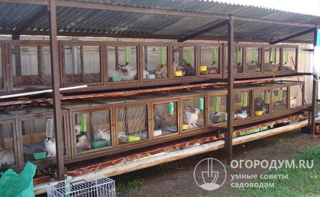 На фото – варианты обустройства кроличьей фермы по шедовой системе