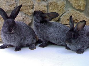 Кролики Полтавское серебро
