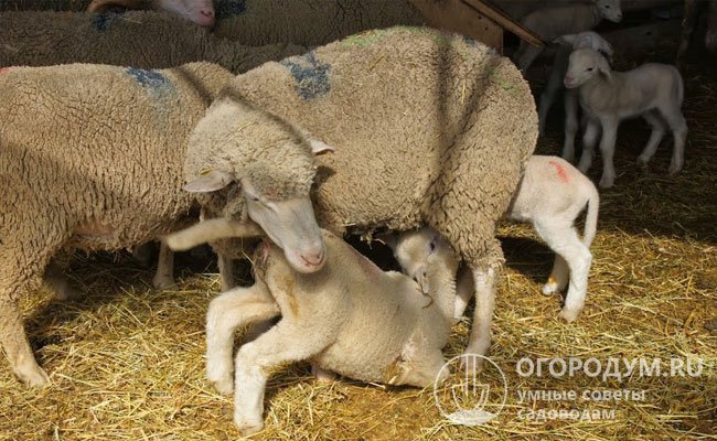 Овцематки в период лактации дают ежедневно до 2 л молока, которое хорошо подходит для приготовления сыров
