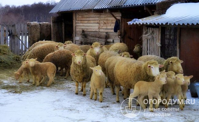 Куйбышевская стала первой отечественной породой мясо-шерстного направления, хорошо приспособленной к различным климатическим условиям