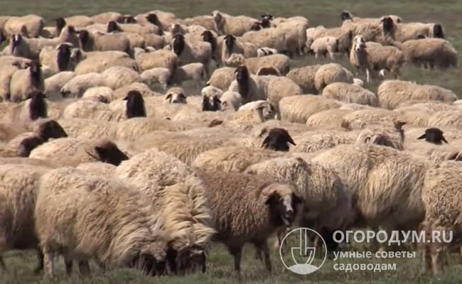 Одна из особенностей калмыцких овец заключается в том, что на выпасе они не кучкуются