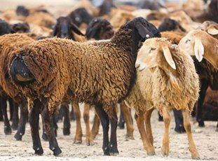 Курдючные овцы