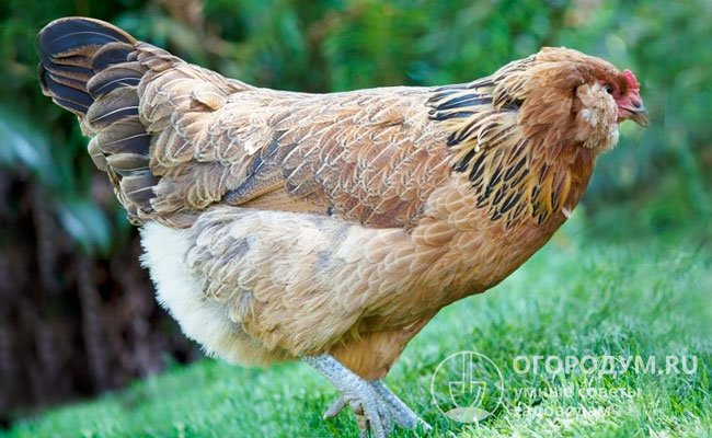 Общими предками современных «пасхальных кур» вероятно стали пернаиые, завезенные в Чили из Полинезии