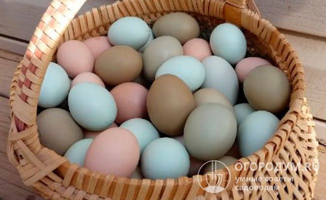 Насыщенность оттенка зависит от рациона кормления и времени года – летом, когда световой день дольше, яйца более яркие, зимой – бледнее
