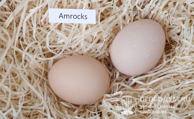Несушки могут начать давать яйца уже в пятимесячном возрасте, на первом году они несутся очень активно – до 240 штук