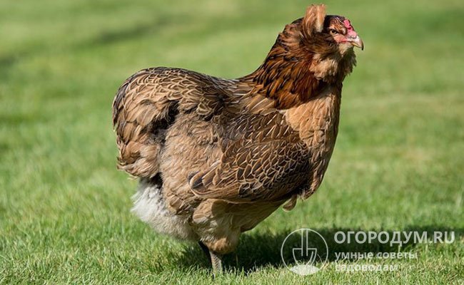 На фото – курица породы «Араукана» немецкой «классической» разновидности