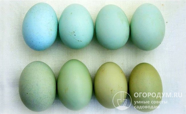 За счет нестандартной окраски скорлупы яйца пользуются высоким спросом
