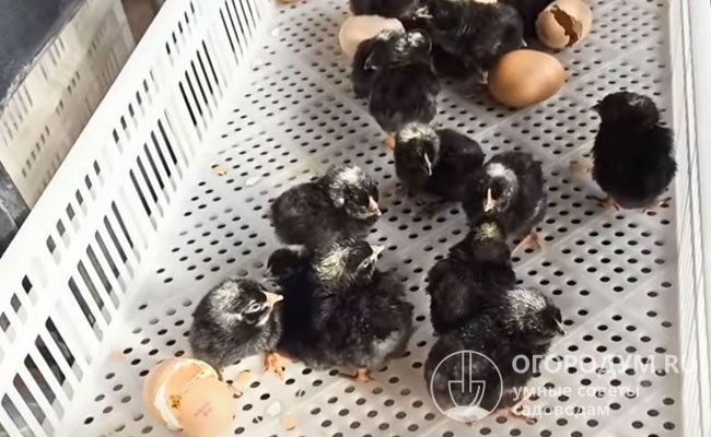 Кросс неаутосексный: провести сортировку суточных цыплят (на фото) и отличить петушков от курочек в раннем возрасте довольно сложно
