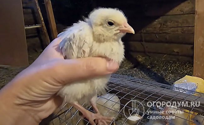 Респираторные инфекции у цыплят, как правило, протекают в более острой форме с высоким риском летального исхода
