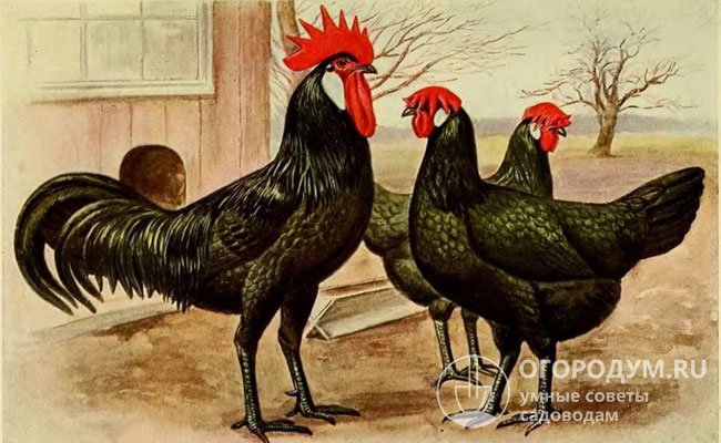 Иллюстрация из альбома «Домашняя птица» (Жан Бургантц, 1885 г.)