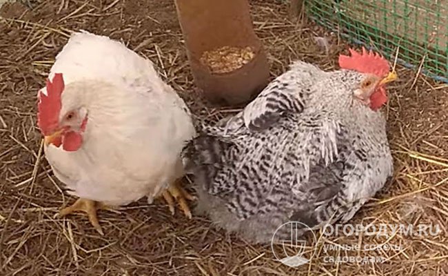 Почему домашние цыплята падают на ноги