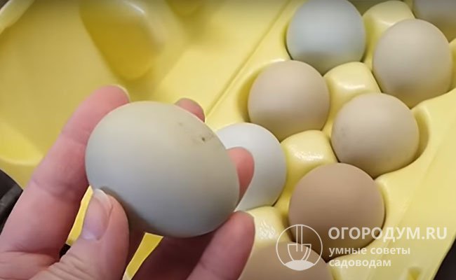 На фото – яйца, полученные от несушек синсидянь и других пород